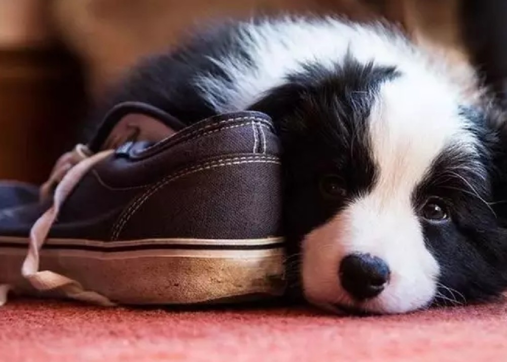 边境牧羊犬的真假感冒问题