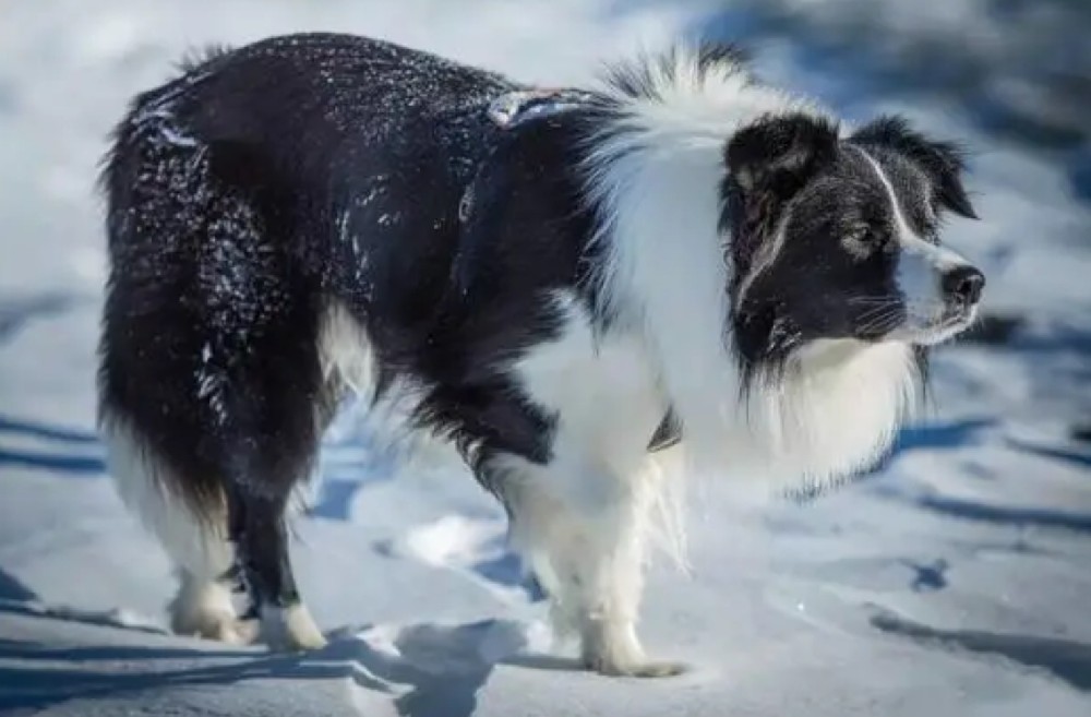 冬天让边境牧羊犬远离感冒的5个关键
