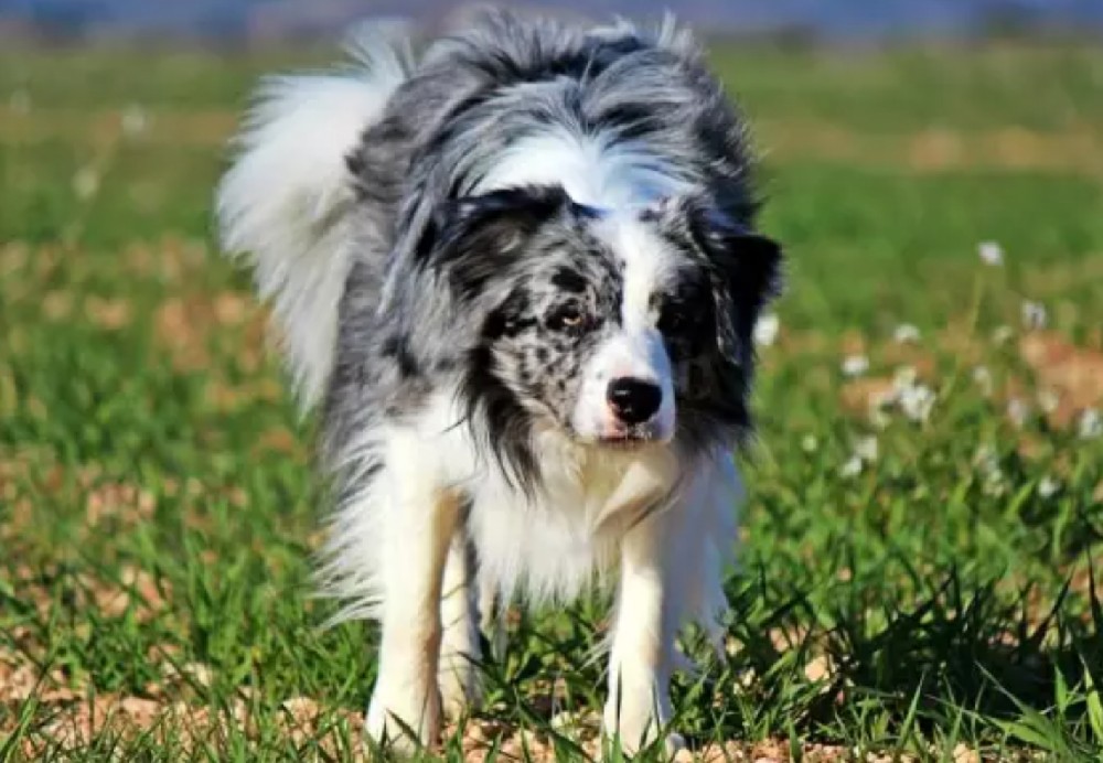 边境牧羊犬拉肚子的常见原因及治疗方法